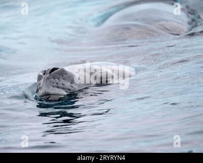 Leopard Seal (Hydrurga leptonyx) in Cierva Cove, Antarktis-Halbinsel, Antarktis, Januar Stockfoto