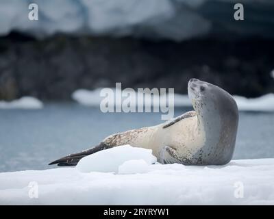 Leopardenrobbe (Hydrurga leptonyx) auf Eisscholle in Port Lockroy bei Wiencke-Island. Antarktis, Februar Stockfoto