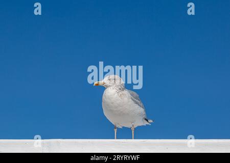 Nahaufnahme einer Möwe, die an einem sonnigen Tag auf einem Dach thront Stockfoto