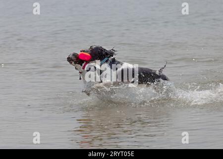 Englisch Springer spaniel Stockfoto