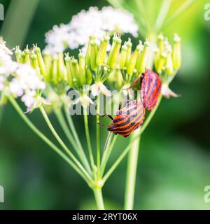 Der Feuerkäfer, Pyrrhocoris apterus, ist ein häufiges Insekt der Familie Pyrrhocoridae - Makrodetails Stockfoto