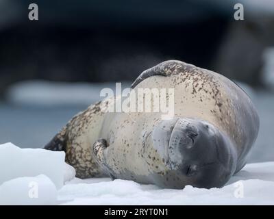 Leopardenrobbe (Hydrurga leptonyx) auf Eisscholle in Port Lockroy bei Wiencke-Island. Antarktis, Februar Stockfoto