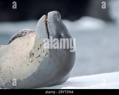 Leopardenrobbe (Hydrurga leptonyx) auf Eisscholle in Port Lockroy bei Wiencke-Island. Antarktis, Februar Stockfoto