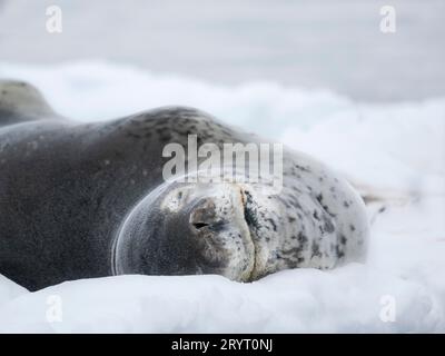 Leopardenrobbe (Hydrurga leptonyx) auf Eisscholle in Fournier Bay nahe der Insel Anver im Palmer Archipel. Antarktis, Februar Stockfoto