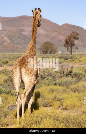 Eine afrikanische Giraffe steht auf einer sanft geschwungenen Grasebene, umgeben von malerischen Bäumen. Stockfoto