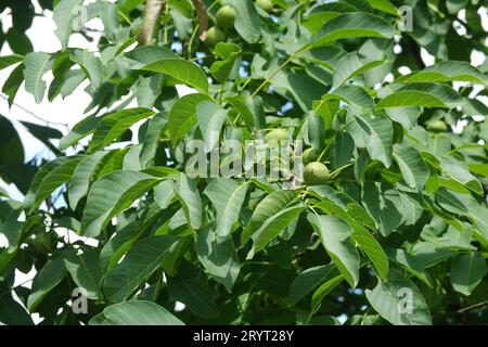 Juglans regia, Walnuss, reifende Früchte im Sommer Stockfoto