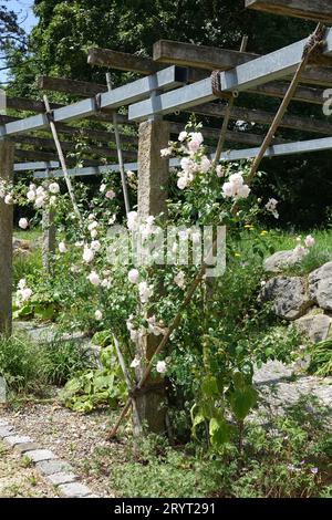 Rosa New Dawn, Kletterrose, Pergola, Spalier Stockfoto