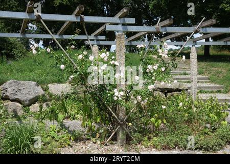 Rosa New Dawn, Kletterrose, Pergola, Spalier Stockfoto