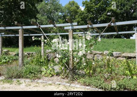 Rosa New Dawn, Kletterrose, Pergola, Spalier Stockfoto