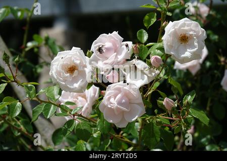 Rosa New Dawn, Kletterrose, Pergola, Spalier Stockfoto