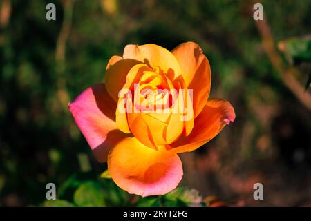 Einzelne orange und rosa Hybrid Tee Rose Blume auf einem Bokeh Hintergrund. Gedreht in Rumänien Stockfoto