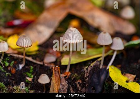 Kleine Pilze, die zusammen auf alten Baumstümpfen leben Stockfoto