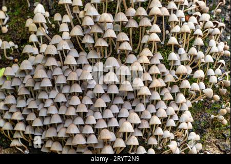 Kleine Pilze, die zusammen auf alten Baumstümpfen leben Stockfoto