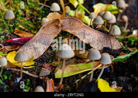 Kleine Pilze, die zusammen auf alten Baumstümpfen leben Stockfoto