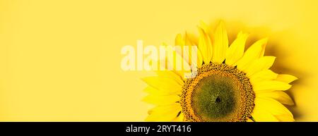 Schöne Sonnenblume auf gelben Hintergrund. Lange banner Format. Stockfoto