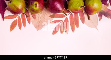 Natürliche Zusammensetzung der trockenen rosa Blätter und Birnen auf rosa Hintergrund. Herbst Ernte Konzept. Stockfoto