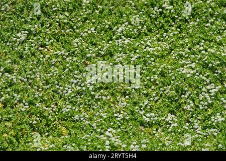 Apium repens, kriechendes Marschkraut Stockfoto