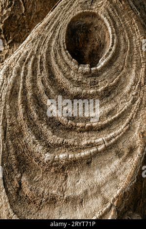 Nahaufnahme eines trockenen Zweiges, der von einem Baum geschnitten wurde, fotografischer Hintergrund Stockfoto