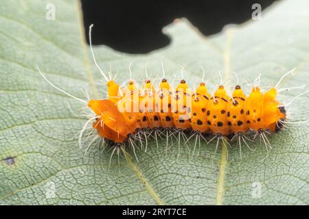 Seidenraupenmottenlarven auf wilden Pflanzenblättern Stockfoto