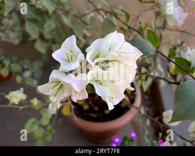 Nahaufnahme der weißen Bougainvillea-Blumen in einem Topf im Garten. Sie werden auch als Paperflower bezeichnet. Stockfoto