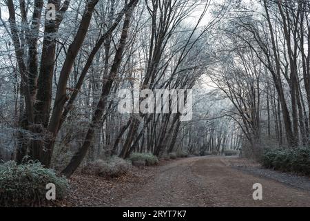 Sanftes Licht beleuchtet einen breiten Waldweg an einem frühen frostigen Wintermorgen. Stockfoto