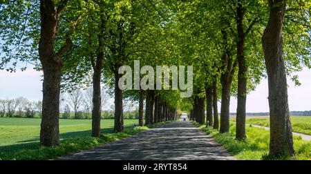 Gasse im Park mit Straße auf dem Mecklenburgischen Seenland Stockfoto