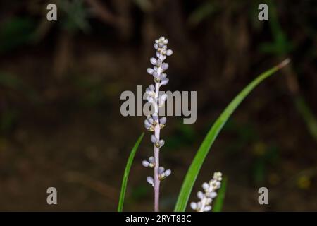 Wilde Pflanzenarten in freier Wildbahn Stockfoto