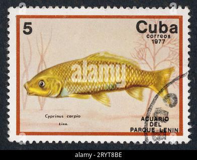 Der eurasische Karpfen oder Karpfen (Cyprinus carpio), weithin bekannt als Karpfen. „Acuario del Parque Lenin“ – Lenin Park Aquarium. Briefmarke, ausgestellt 1977 in Kuba. Stockfoto