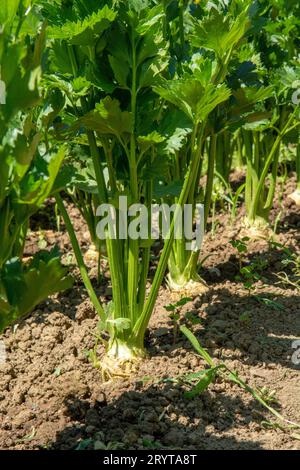 Im Gemüsegarten wachsende Selleriebreite. Sellerie ist eine Sumpfpflanze der Familie Apiaceae. Stockfoto