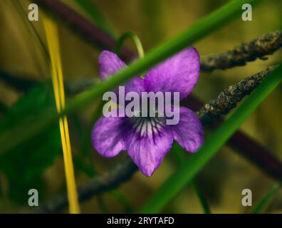 Eine isolierte, lebhaft duftende violette Blume, die vor dem Hintergrund grüner Pflanzen blüht Stockfoto