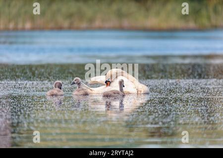 Wildvogel stummen Schwan im Frühjahr auf Teich Stockfoto