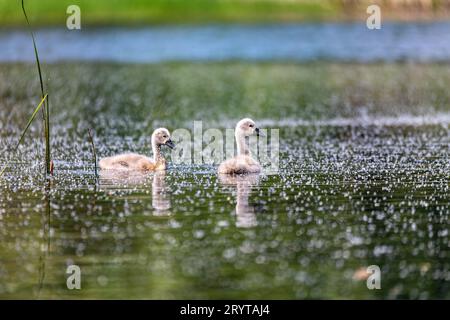 Wildvogel mute Schwan Huhn im Frühjahr auf Teich Stockfoto