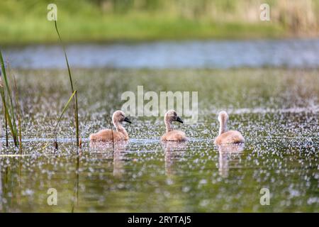 Wildvogel mute Schwan Huhn im Frühjahr auf Teich Stockfoto