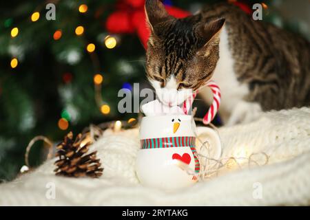 Katze trinkt Milch in einem Weihnachtsbecher Stockfoto