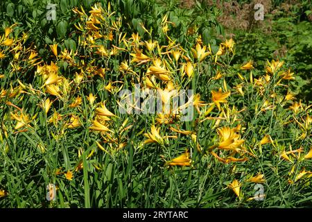 Hemerocallis hakuunensis, Baekunsan Taglilie Stockfoto