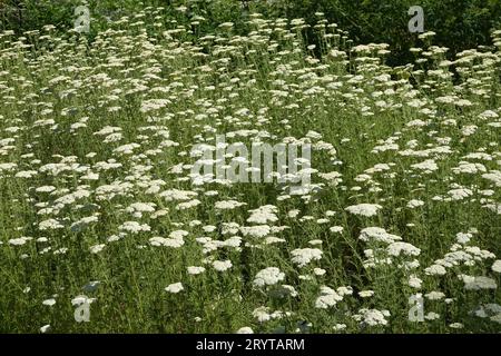 Achillea Millefolium, Schafgarbe Stockfoto