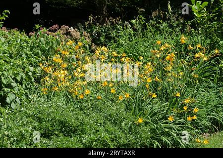 Hemerocallis hakuunensis, Baekunsan Taglilie Stockfoto