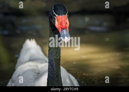 Ein schwarzer Schwan gleitet anmutig über einen ruhigen Teich mit dunklem Wasser. Stockfoto