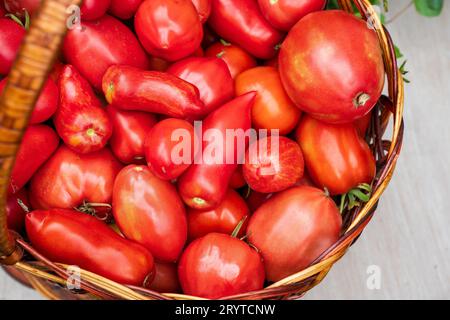 Ein Korb aus Korbgeflecht, gefüllt mit frisch geernteten roten Tomaten Stockfoto