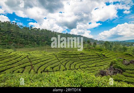 Rancabali Tea Plantation in der Nähe von Bandung in West Java, Indonesien. Stockfoto