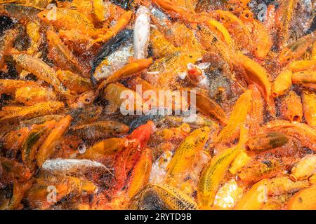 Bunte Koi-Karpfen oder Goldfische im Teich-Hintergrund Stockfoto