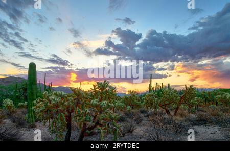 Ein spektakulärer Sonnenaufgang im Sabino Canyon, Tucson, AZ mit Silver Cholla und Kakteen aus Kakteen Stockfoto