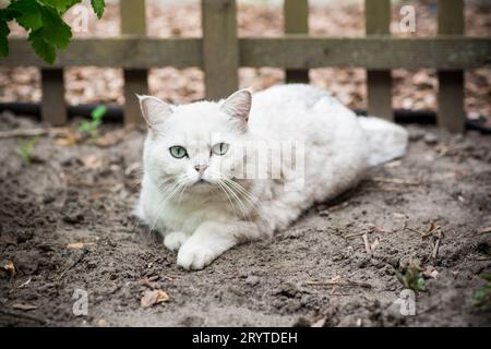Eine ausgewachsene Katze einer schottischen Chinchilla hellgrauer Farbe geht draußen Stockfoto