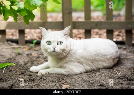 Eine ausgewachsene Katze einer schottischen Chinchilla hellgrauer Farbe geht draußen Stockfoto