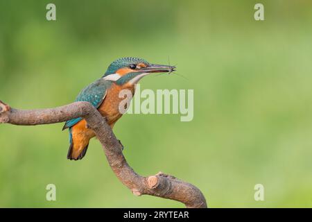 Eurasischer eisvogel mit Teichläufer im Schnabel (Alcedo atthis) Stockfoto