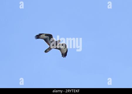 Europäischer Honig-Bussard (Pernis apivorus) junger Migrant in vor dem Meer Salthouse Norfolk September 2023 Stockfoto