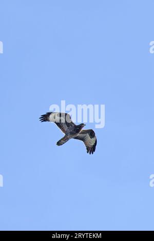 Europäischer Honig-Bussard (Pernis apivorus) junger Migrant in vor dem Meer Salthouse Norfolk September 2023 Stockfoto