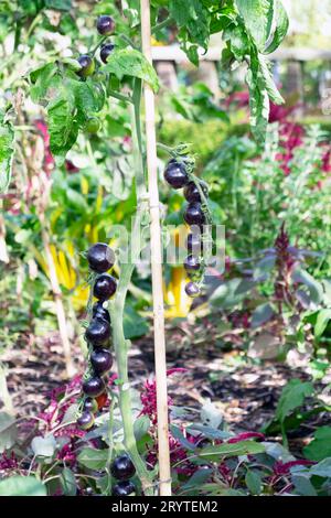 Vertikale Ansicht der gesteckten schwarzen Tomaten Indigo Rose, die im Gemüsegarten im September in Horniman Museum Gardens in London, England, Großbritannien KATHY DEWITT wächst Stockfoto