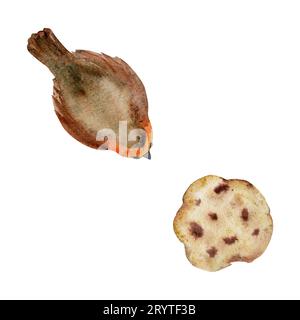 Handgezeichnete Aquarellillustration. Winter Rotbrust robin Vogel und hausgemachte Schokoladen Chip Shortbread Keks. Einzelnes Objekt isoliert auf weiß Stockfoto