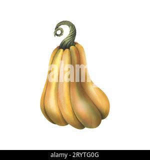 Großer orangener Herbstbutternusskürbis, Kürbis. Handgezeichnete Aquarellillustration. Isoliertes Objekt auf weißem Hintergrund Stockfoto